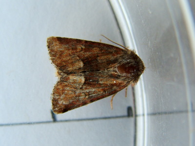 Middle-barred Minor